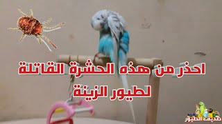 كيف تعرف إذا كانت طيورك فيها حشرة الفاش أم لا