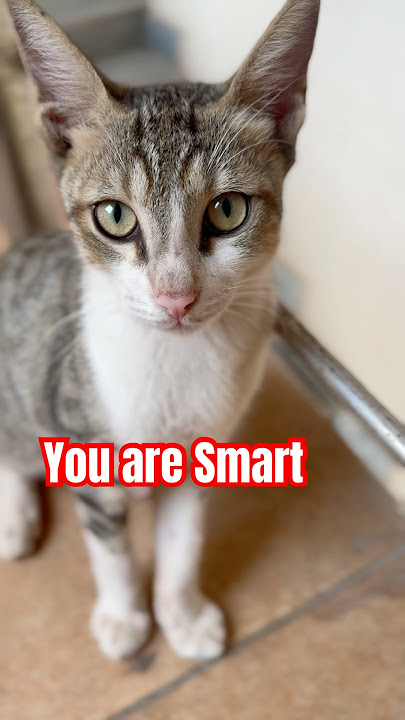 You are the smartest🤩 #cats #catshorts #cutecat #catlog67
