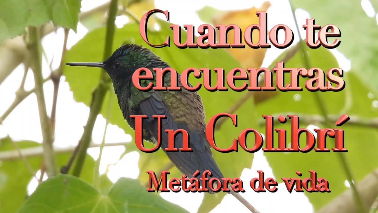 Cuando te encuentras un colibrí, metáfora de vida YouTube