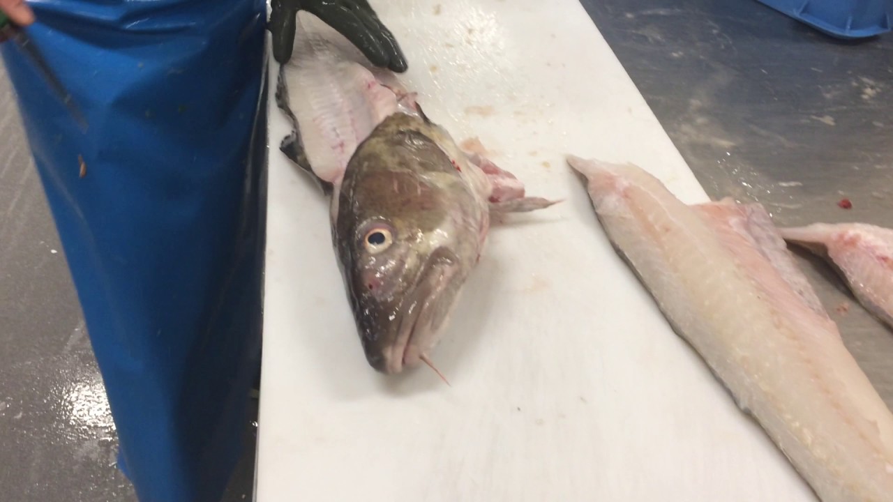 Koninklijke Schmidt Zeevis Rotterdam - instructie film Kabeljauw