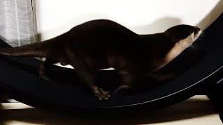 Otter runs on catwheels [Otter life Day 259]【カワウソアティとにゃん先輩】
