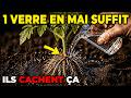 1 VERRE SUFFIT EN MAI ! Vos tomates produisent deux fois plus — sans engrais ni arrosage quotidien.
