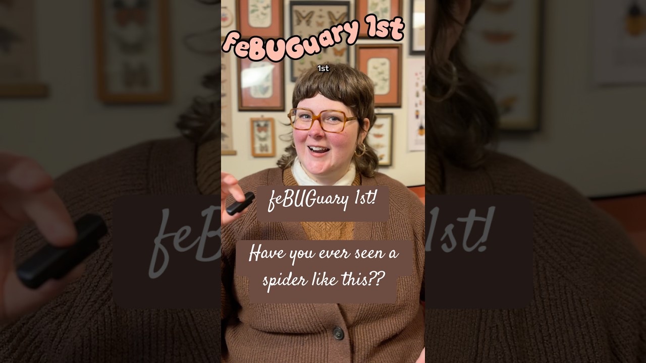 Have you ever seen a spider like this??