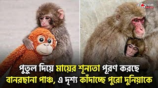নেট দুনিয়ায় ভাইরাল বানরছানা পাঞ্চ, পুতুলকে বানিয়েছে নিজের মা | Alocon Daily News 