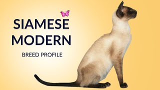 Siamese Modern Cat Breed Profile History - Price - Traits - Grooming Needs - Lifespan