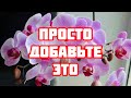 Орхидея будет цвести пышно круглый год! ВОТ ПРОСТОЕ СРЕДСТВО!