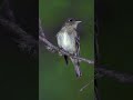 The Most Interesting Bird You've Never Heard Of