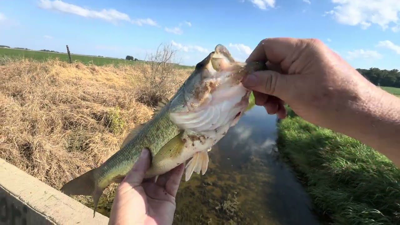 BIG BASS!! But Not Rosco!!