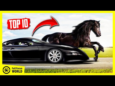 Video: Tow horse: definisjon, funksjoner og interessante fakta