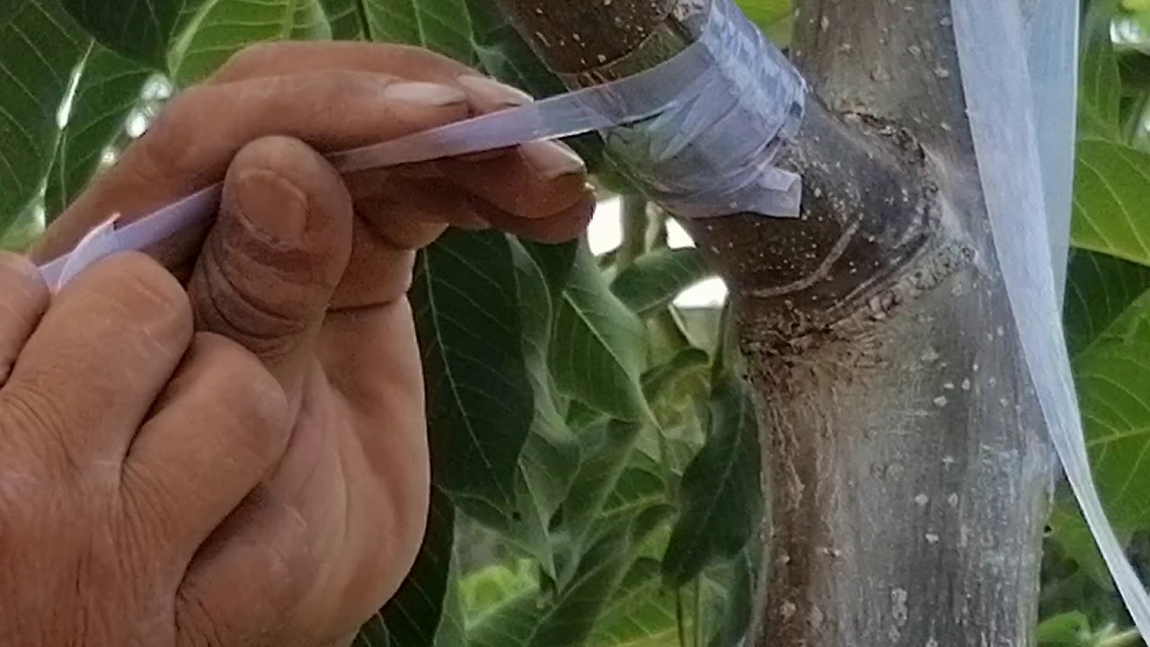 4 yaşlı anaçlara yama göz aşısı ile yıl kayıplarına son