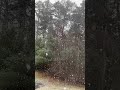 Heavy snow in April 2026 in New England - panning a beautiful pine forest
