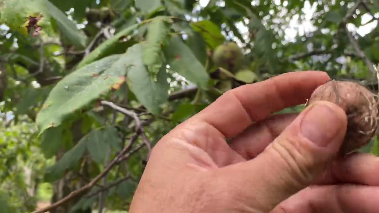 Yağmur Sonrası Oğuzlar Cevizi