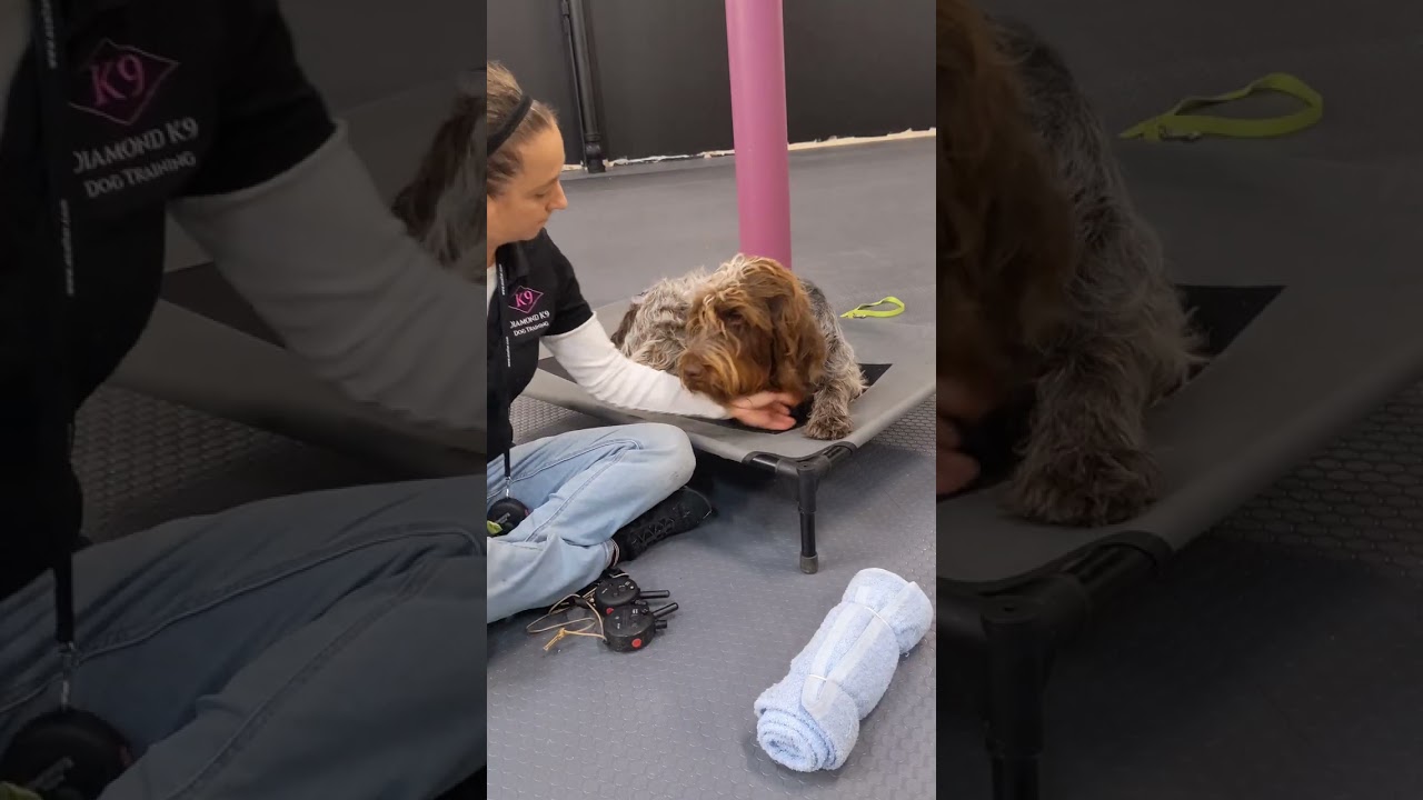 High Energy Out Of Control Dog Transformed In Two Weeks To Polite, Calm, And Respectful