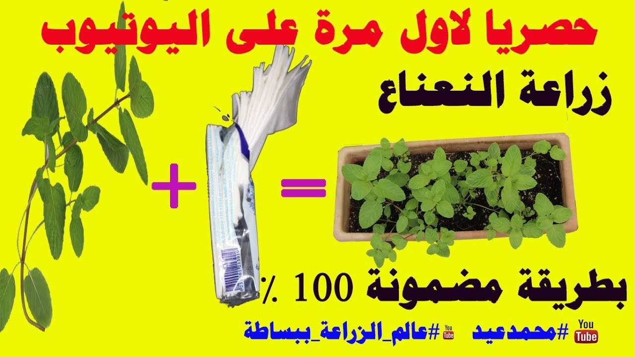 زراعة النعناع من عود نعناع | زراعة النعناع في المنزل | زراعة النعناع من عود نعناع فقط