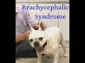 Brachycephalic syndrome explained well.  Or, why does my dog snore and how can I help?