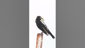 One of the most iconic songbirds of the north American grasslands.. A Bobolink #Birdreels #birds