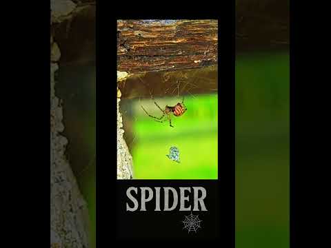 SPIDER, “The Perfect Trap: The Spider in Action”