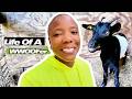 WWOOFing On A Goat Ranch | Day In My Life