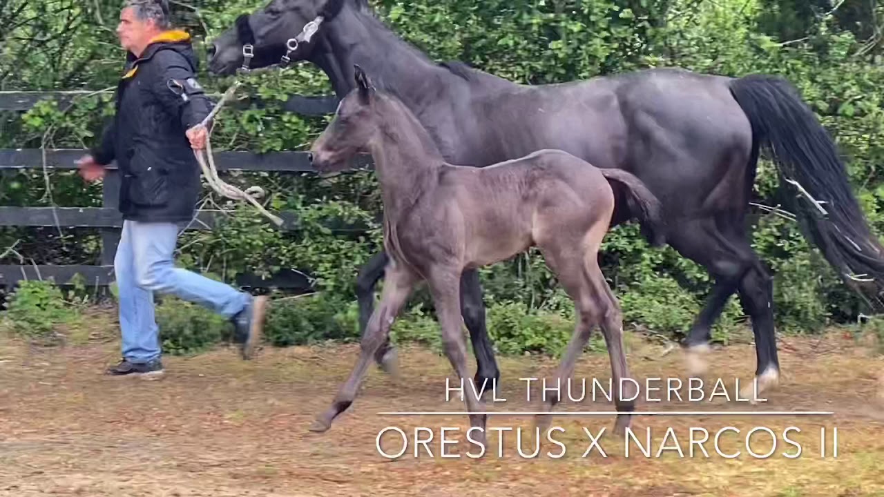 HVL THUNDERBALL - COLT FOAL BY ORESTUS X NARCOS II