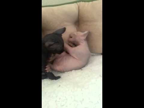 Purrxotics video