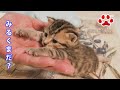 ミルクの時間ですよ!騒ぐ子猫 【瀬戸のここ日記】It's time for my milk! Kitten Coco