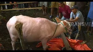 KIRAB KEBO BINGUNG | RAGAM INDONESIA (17/09/19)