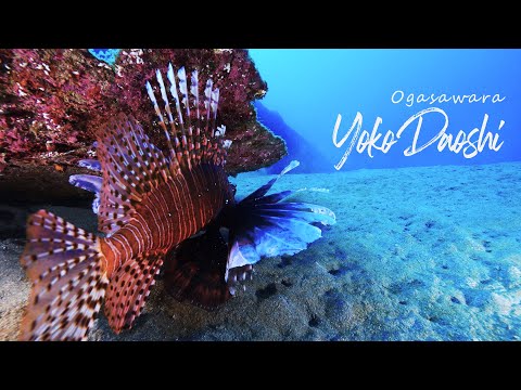 Dive into Ogasawara 【Yokodaoshi】