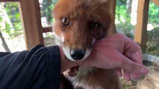:  - .         5  # # #fox # #