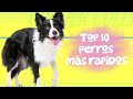 Top 10 perros más rápidos más uno extra