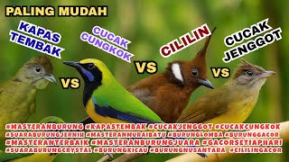 KAPAS TEMBAK, CUCAK JENGGOT, CUCAK CUNGKOK, CILILIN MASTERAN BURUNG SUARA JERNIH DAN JERNIH KRISTAL