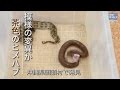 模様の変異か？　茶色のハブ、沖縄で見つかる