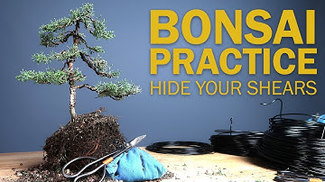 Creating a Bonsai Tree from a 1 Gallon Nursery Shimpaku Juniper - Setting Aside the Shears
