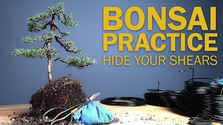 Creating a Bonsai Tree from a 1 Gallon Nursery Shi...