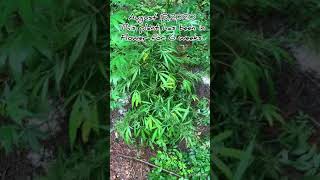 2020 Guerrilla Grow bag seed finished
