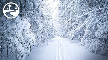 AMAZING Snowfall Winter Forest Walk for Relaxing & Stress Relief - ASMR Binaural Snow Sounds