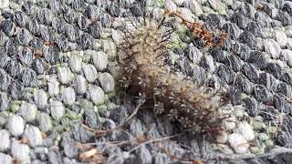 Close view of stinging caterpillar