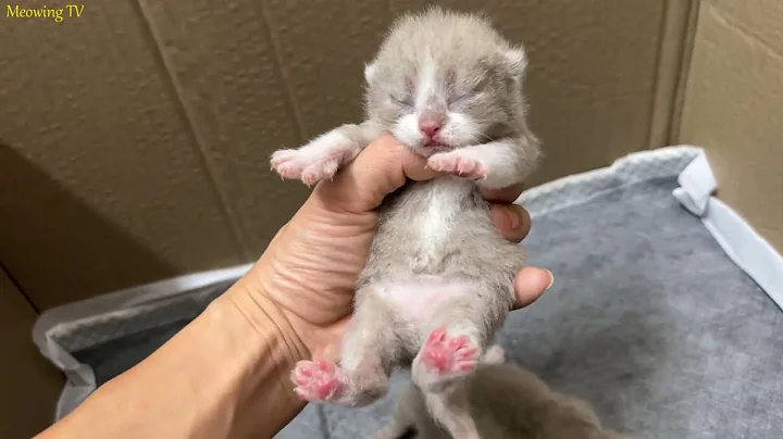 Watch the video about Short-legged munchkin cat and 4 kittens with the same color as their mother.