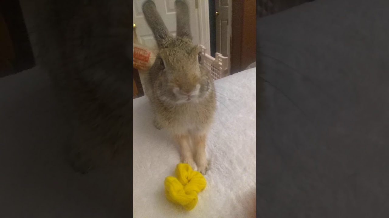 Funny bunny YouTube