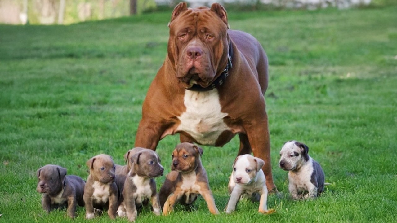 Protective Dog Mom Raising Her Puppies with Love ❤️🐶 Funny Dog Videos 2025