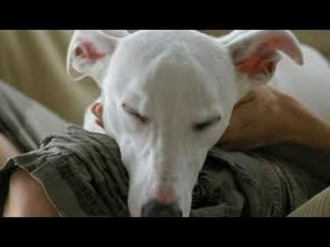 white whippet