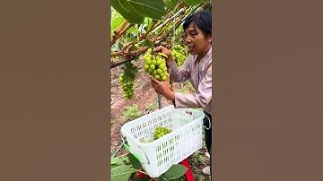 Japani sunshine rose grape fruit pruning 🍇#grape #grapenation #pruninggrapevines #grapecity