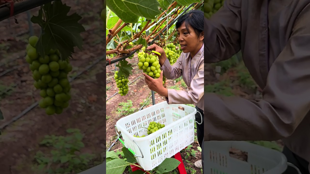 Japani sunshine rose grape fruit pruning 🍇