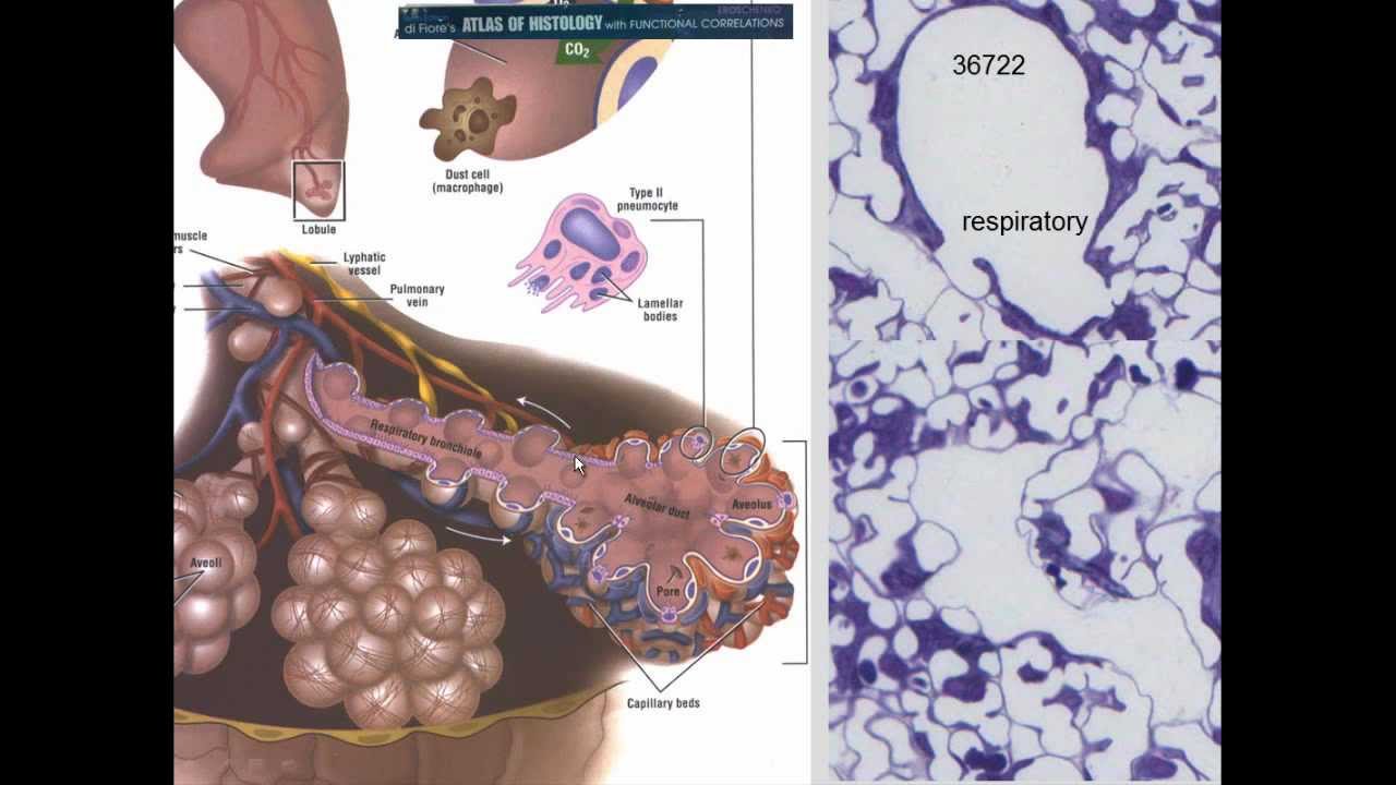 適切な Dust Cell Histology - ラカモナガ