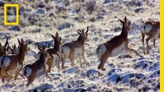 Animals Need Freedom to Migrate—Humans Can Help | National Geographic