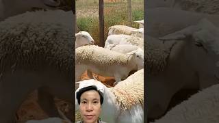 Whole Flock Shorn In One Marathon Session