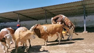 Bulls &amp; Cows Best Farming - New Bulls Meet Cows First Time #21