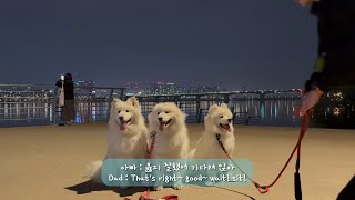 사모예드 언니들 만났다!! (feat.타비꾸)