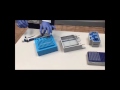 DNA Agarose Gel Electrophoresis Demonstration