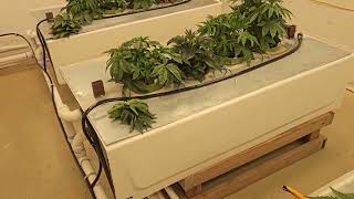 Day 24 Indoor Hydroponics RDWC growing cannabis