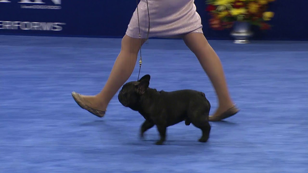 French Bulldog, 2018 National Dog Show 
